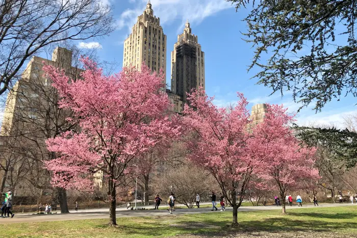 A photo of cherry blossoms in Central Park on March 19th, 2022